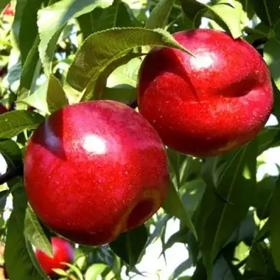 Нектарин ХАРКО в Слуцке