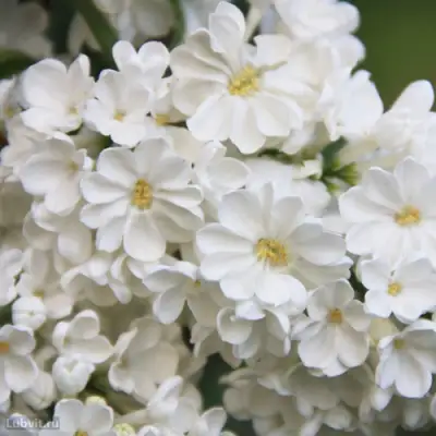 Сирень РОЧЕСТЕР в Слуцке