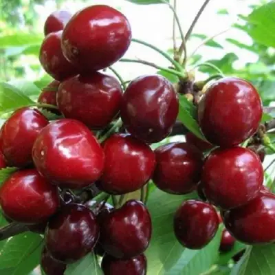 Черешня ГРОНКАВАЯ в Слуцке