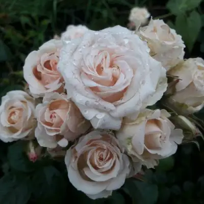 Роза ЯНА спрей в Слуцке