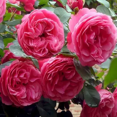 Роза ЛЕОНАРДО ДА ВИНЧИ флорибунда в Слуцке