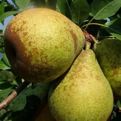 Груша ГЕНЕРАЛ ЛЕКЛЕРК в Слуцке