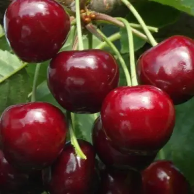 Черешня ГРОНКАВАЯ в Слуцке