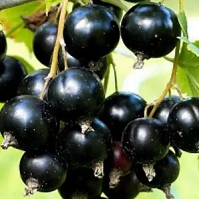 Смородина чёрная СОКРОВИЩЕ в Слуцке