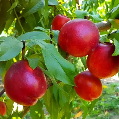 Нектарин НЕКТАРЕД-4 в Слуцке