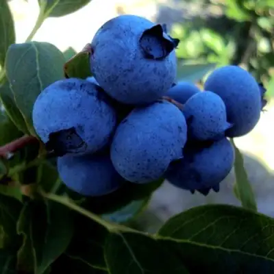 Голубика ДЖЕРСИ в Слуцке