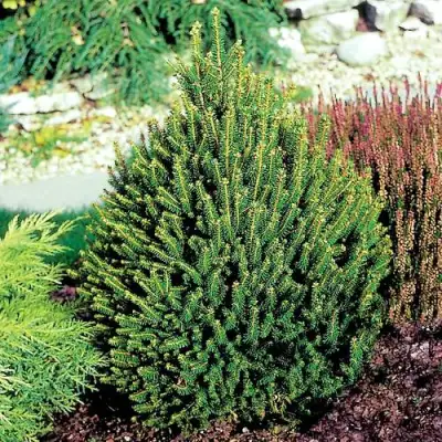 Ель КОМПАКТА обыкновенная в Слуцке