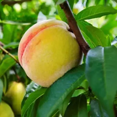 Персик ДОНЕЦКИЙ ЖЕЛТЫЙ в Слуцке