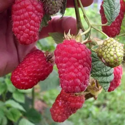 Малина МАРОСЕЙКА в Слуцке