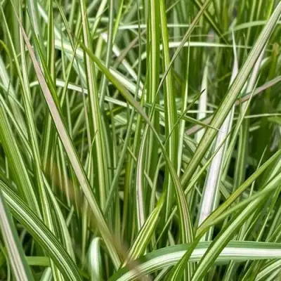 Вейник АВАЛАНШ остроцветковый в Слуцке