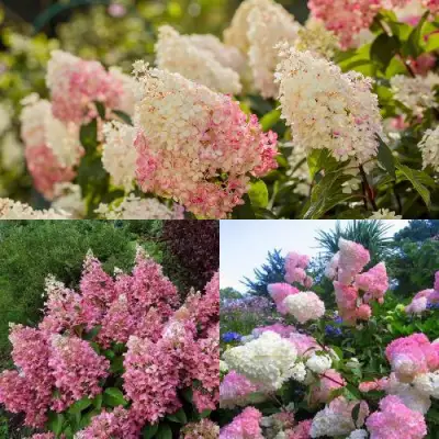 Комплект ЯГОДНОЕ МОРОЖЕНОЕ в Слуцке