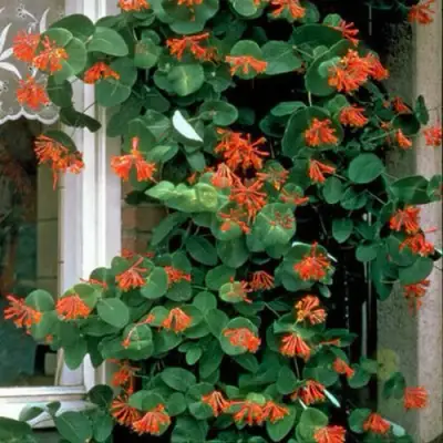 Жимолость ДРОМПОР СКАРЛЕТТ брауна в Слуцке