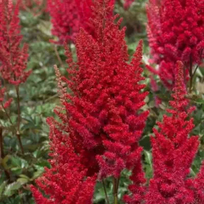 Астильба СКАЙСКРЕЙПЕР китайская в Слуцке