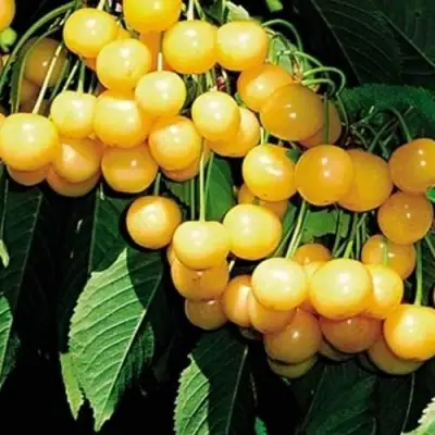 Черешня ДРОГАНА ЖЁЛТАЯ в Слуцке