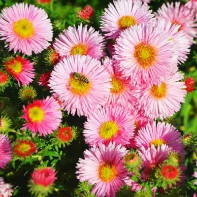 Астра РУДЕЛЬСБУРГ новоанглийская в Слуцке