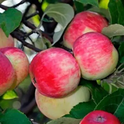 Яблоня СЕРЕБРЯНОЕ КОПЫТЦЕ в Слуцке