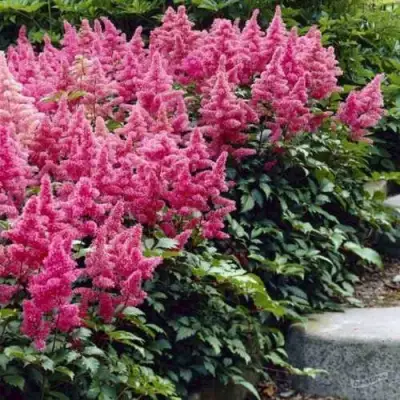 Астильба БОНН японская в Слуцке