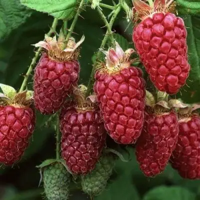 Малина РУБИНОВОЕ ОЖЕРЕЛЬЕ в Слуцке