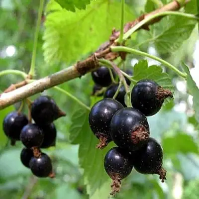 Смородина чёрная БИНАР в Слуцке