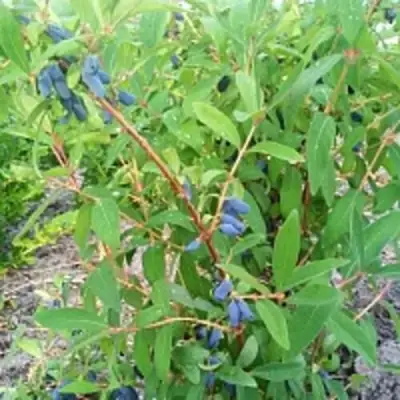 Жимолость съедобная АМФОРА в Слуцке