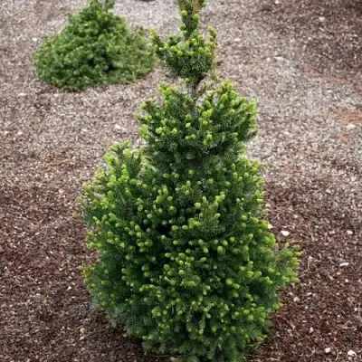 Ель ВИЛС ЦВЕРГ обыкновенная в Слуцке