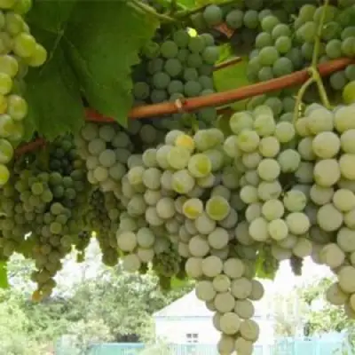 Виноград АНАНАСНЫЙ РАННИЙ в Слуцке