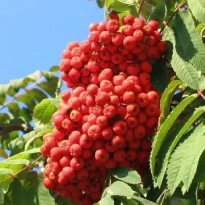 Рябина НЕВЕЖИНСКАЯ сладкоплодная в Слуцке