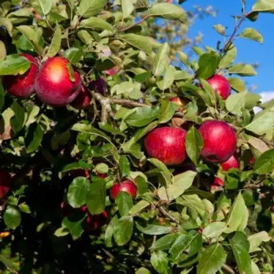 Яблоня СЯБРЫНА в Слуцке