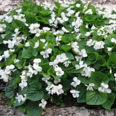 Фиалка АЛЬБИФЛОРА сестринская в Слуцке