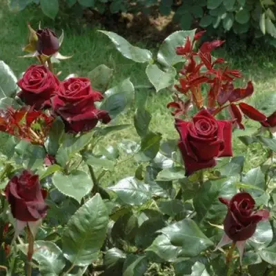 Роза БЛЭК БАККАРА чайно-гибридная в Слуцке