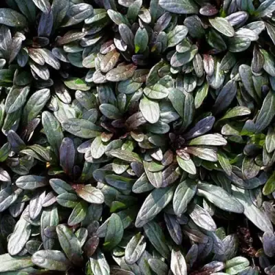 Живучка ШОКОЛАТ ЧИП ползучая в Слуцке