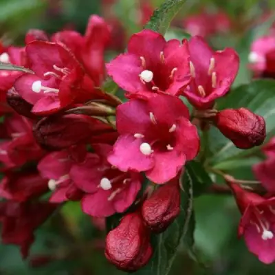 Вейгела ЕВА РАТКЕ в Слуцке