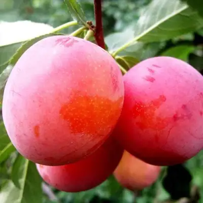 Слива КОМЕТА в Слуцке