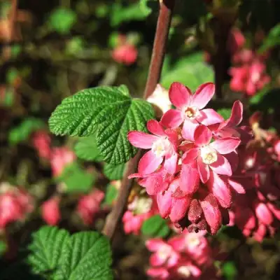 Смородина кроваво-красная ПУЛБОРО СКАРЛЕТ  в Слуцке