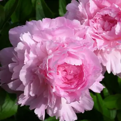 Пион ЛЕТЯЩИЙ ЖУРАВЛЬ травянистый в Слуцке