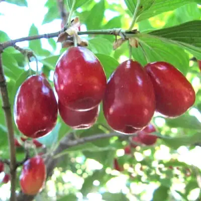 Кизил ЛУКЬЯНОВСКИЙ в Слуцке