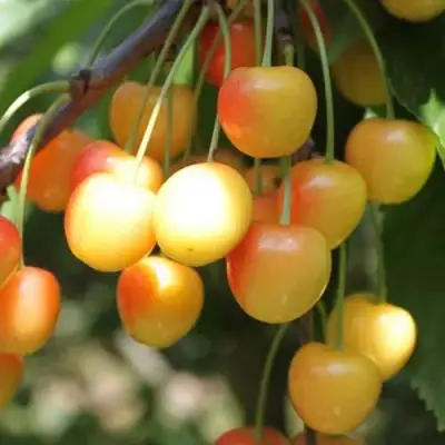 Черешня ЯНТАРНАЯ в Слуцке