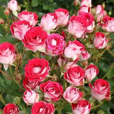 Роза ШОНЕ КОБЛЕНЦЕРИН флорибунда в Слуцке