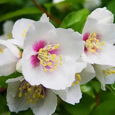 Жасмин БЕЛЬ ЭТУАЛЬ в Слуцке