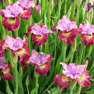 Ирис МИСС ЭППЛ сибирский в Слуцке