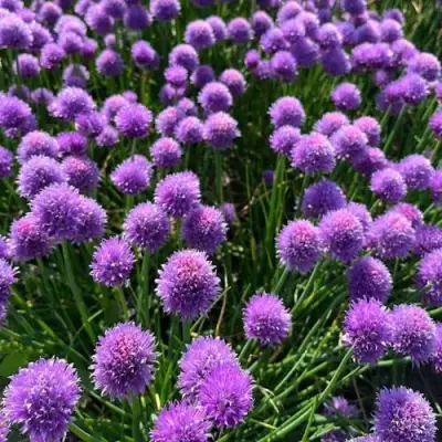 Лук-шнитт в Слуцке