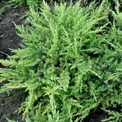 Можжевельник ШЛЯГЕР прибрежный в Слуцке