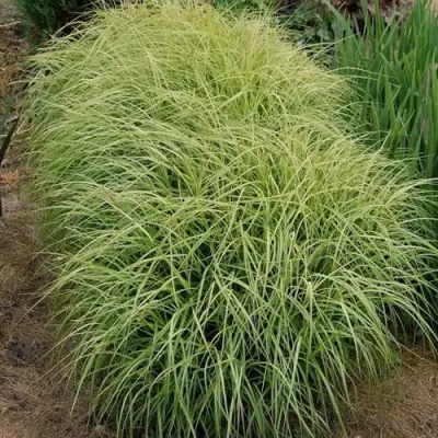 Осока ВАРИЕГАТА пальмолистная в Слуцке