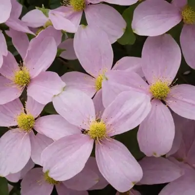 Клематис ГОРНЫЙ в Слуцке