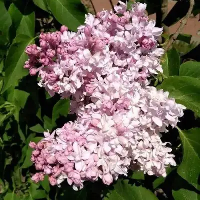 Сирень МИЛОСЕРДИЕ в Слуцке