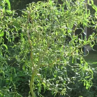 Ива МАТСУДАНА в Слуцке