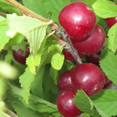 Вишня персиковая АФЛОЦЕРАЗУС в Слуцке