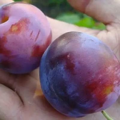 Слива РЕНКЛОД в Слуцке