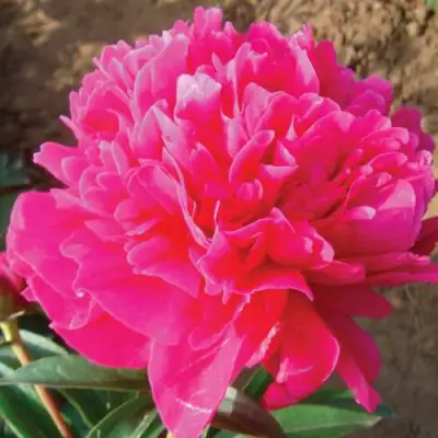 Пион РУБИНОВЫЙ СВЕТ травянистый в Слуцке