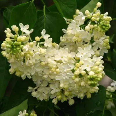 Сирень ПРИМРОУЗ в Слуцке